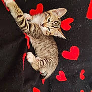 Toupi participe au concours pour gagner de l'argent avec cette photo : kitten, cat, tabby, feline, pet, animal, portrait, lying_down, upside_down, stretching, paw, striped_fur, ears, eyes, whiskers, black_blanket, red_hearts, cozy, indoor, cute