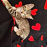 kitten, cat, tabby, feline, pet, animal, portrait, lying_down, upside_down, stretching, paw, striped_fur, ears, eyes, whiskers, black_blanket, red_hearts, cozy, indoor, cute