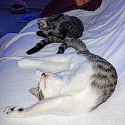 Tabitha joined the competition — help win amazing prizes! cat, sleeping, stretching, white_blanket, indoor, cozy, tabby, fur, cute, pet, animal, relaxing, carpet, bed, comfort, domestic, resting, two_cats, striped, peaceful