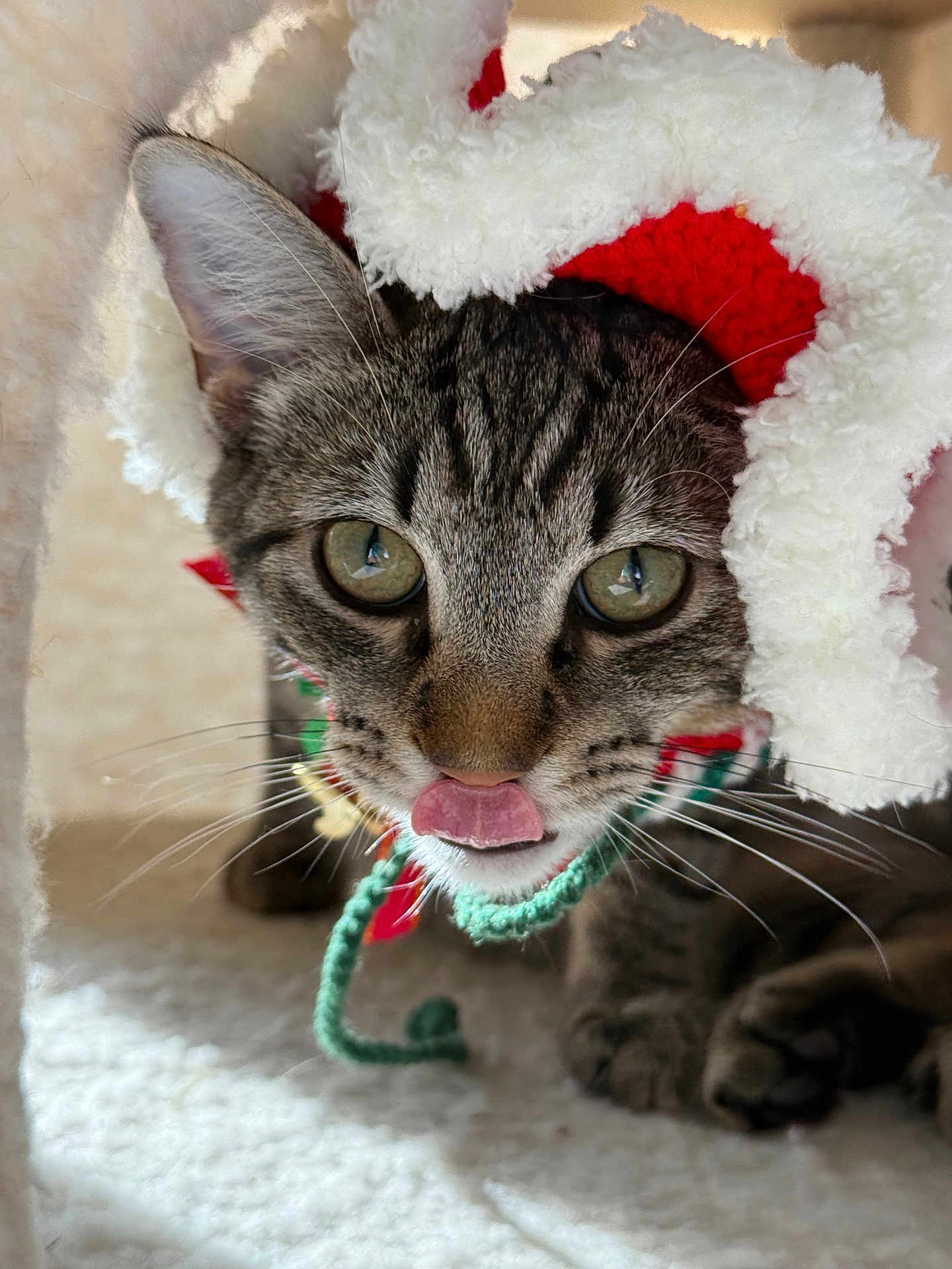 Tabitha is registered to the contest to win money with this photo: cat, tabby, close_up, tongue_out, hat, festive, knitted_collar, whiskers, ears, fur, eyes, pet, indoor, cozy, cute, playful, animal, muzzle, portrait, feline