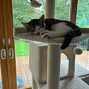 Tiffany joined the competition — help win amazing prizes! cat, kitten, sleeping, cat_tree, indoor, window, glass_door, wooden_frame, greenery, garden, furniture, pet, animal, cozy, resting, fluffy, toy, hanging_toy, paw, tail