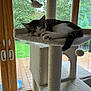 cat, kitten, sleeping, cat_tree, indoor, window, glass_door, wooden_frame, greenery, garden, furniture, pet, animal, cozy, resting, fluffy, toy, hanging_toy, paw, tail
