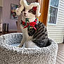 cat, tabby, pet, indoor, cat_bed, furniture, window, holiday, christmas, festive, collar, bells, bonnet, decor, cozy, domestic_animal, striped, white_fur, looking_away, portrait