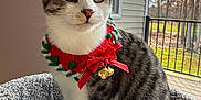 Tiffany joined the competition — help win amazing prizes! cat, tabby, white_fur, collar, jingle_bells, red_bow, cat_bed, indoor, window, daylight, curious, pet, whiskers, ears, feline, animal, domestic, porch, outdoor_view, tree