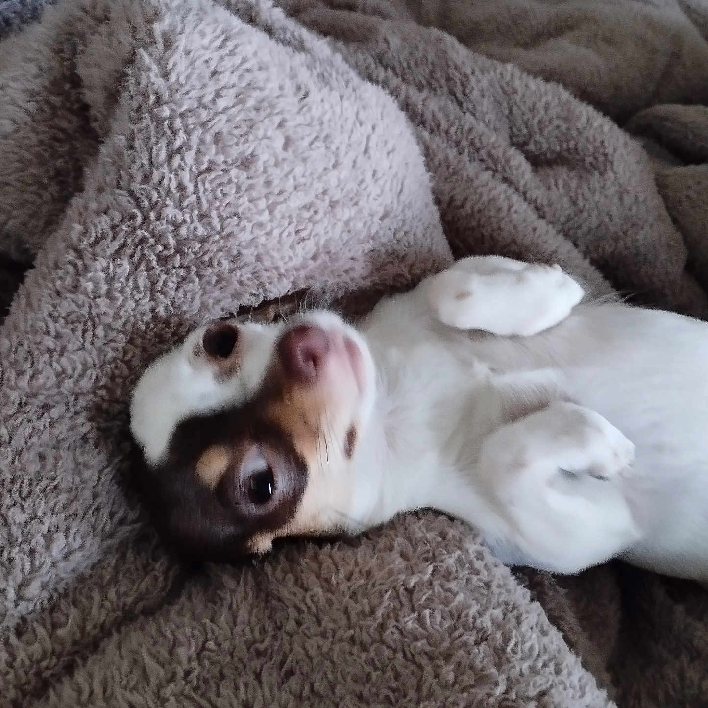 Alita participe au concours pour gagner de l'argent avec cette photo : dog, blanket, fur, pet, cute, small_dog, lying_down, cozy, indoor, white_fur, brown_fur, paw, resting, sleepy, animal, companion, soft_texture, relaxed, cute_pet, snuggle