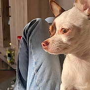 Alita a rejoint le concours — aidez-le/la à gagner de superbes lots ! brown_and_white_fur, casual, chihuahua, cozy, dog, domestic, ears_up, focused, furniture, home, indoor, jeans, lap, light, person, pet, side_view, small_dog, sunlight, wooden_cabinet
