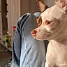 brown_and_white_fur, casual, chihuahua, cozy, dog, domestic, ears_up, focused, furniture, home, indoor, jeans, lap, light, person, pet, side_view, small_dog, sunlight, wooden_cabinet