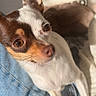 Alita a rejoint le concours — aidez-le/la à gagner de superbes lots ! animal, brown_and_white, closeup, companion, cozy, cute, denim, dog, domestic, ears, friendly, fur, indoor, lap, looking_away, pet, portrait, resting, small_dog, sunlight