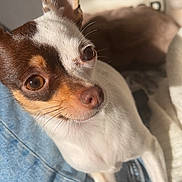 Alita participe au concours pour gagner de l'argent avec cette photo : dog, small_dog, chihuahua, pet, indoor, sunlight, denim, lap, brown_and_white, ears, cute, animal, domestic_animal, canine, closeup, portrait, furry, whiskers, cozy, relaxed
