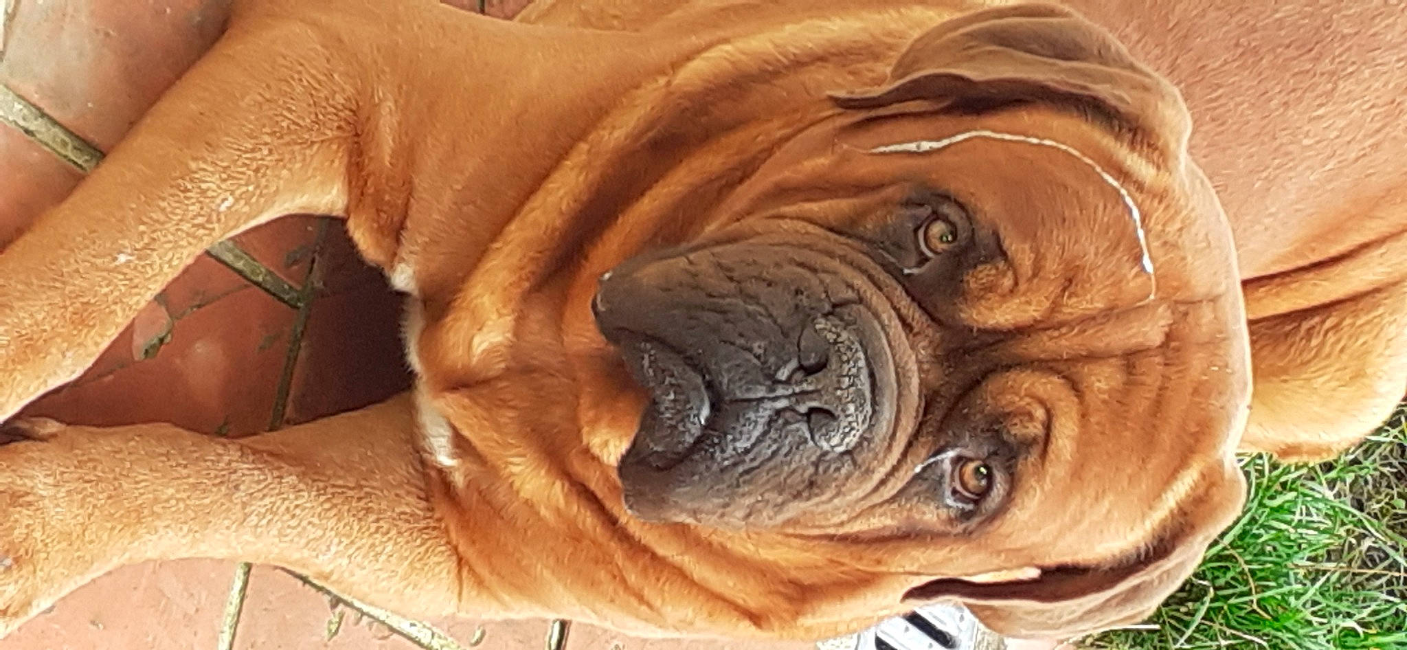 Zarko participe au concours pour gagner de l'argent avec cette photo : art, canidae, carnivore, carving, companion_dog, dog, dog_breed, fawn, house, liver, snout, sporting_group, terrestrial_animal, toy_dog, whiskers, window, wood, working_animal, working_dog, wrinkle