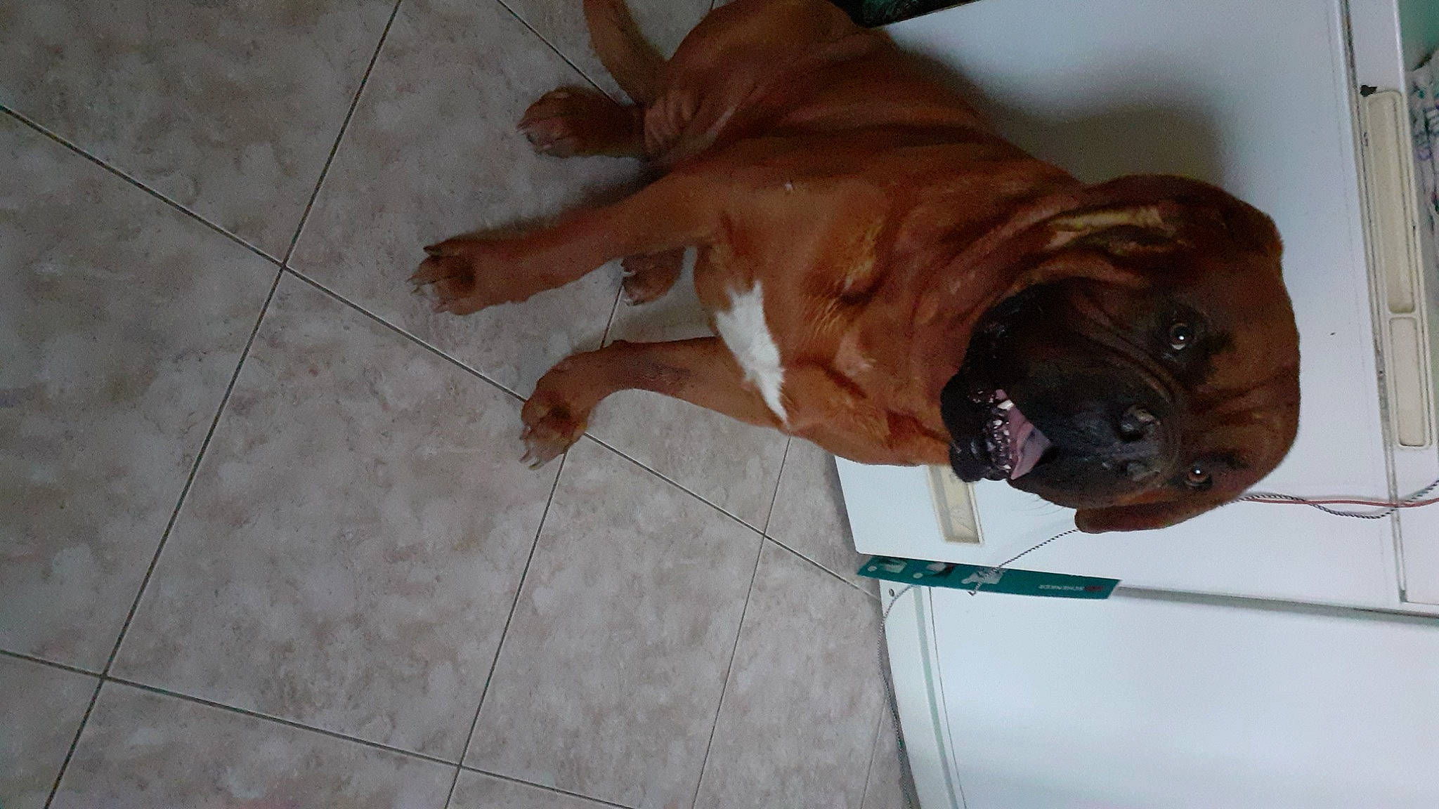 Zarko a rejoint le concours — aidez-le/la à gagner de superbes lots ! ancient_dog_breeds, brown, canidae, carnivore, companion_dog, dog, dog_breed, fawn, flooring, hardwood, liver, non_sporting_group, snout, sporting_group, terrestrial_animal, tile_flooring, whiskers, wood, working_animal, wrinkle