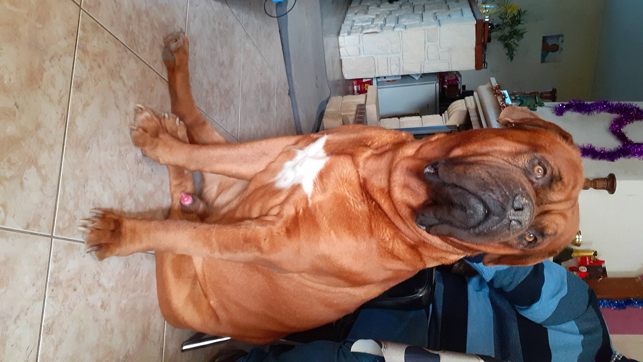 Zarko a rejoint le concours — aidez-le/la à gagner de superbes lots ! carnivore, chest, companion_dog, dog, dog_breed, elbow, fawn, flesh, foot, fur, houseplant, human_leg, liver, molosser, snout, sporting_group, whiskers, working_dog, wrinkle, wrist