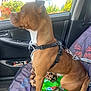 dog, car_interior, dog_harness, seat_cover, butterfly_pattern, window, leopard_print_blanket, plastic_packaging, brown_dog, sitting, looking_out_window, pet, vehicle, seat, resting, side_profile, indoor, daylight, animal, leash