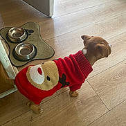 Bruno is registered to the contest to win money with this photo: dog, sweater, red, reindeer, wooden_floor, metal_bowls, mat, indoor, pet, small_dog, puppy, animal_clothing, flooring, waiting, cute, canine, domestic_animal, side_view, empty_bowls, home