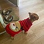 dog, sweater, red, reindeer, wooden_floor, metal_bowls, mat, indoor, pet, small_dog, puppy, animal_clothing, flooring, waiting, cute, canine, domestic_animal, side_view, empty_bowls, home