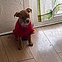 puppy, dog, red_sweater, wooden_floor, door, curtain, indoor, pet, cute, small_dog, brown_dog, sitting, textured_wall, flooring, home_interior, animal, cozy, portrait, young_dog, domestic_animal
