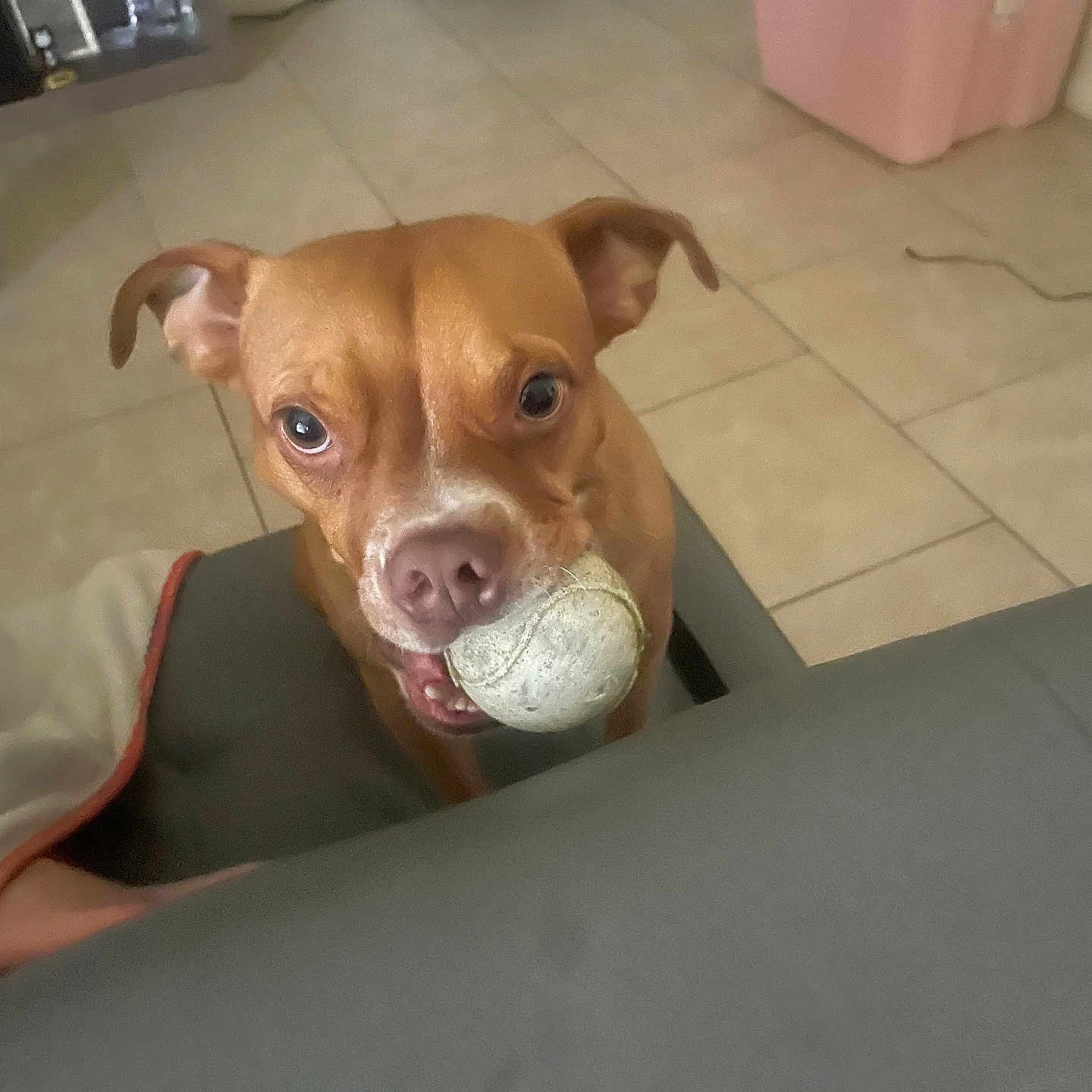 Bruno is registered to the contest to win money with this photo: animal, brown_dog, canine, close_up, curious, dog, domestic, ears, floor, home, indoor, looking_up, mouth, pet, playful, storage_bins, tennis_ball, tile_floor, toy, waiting