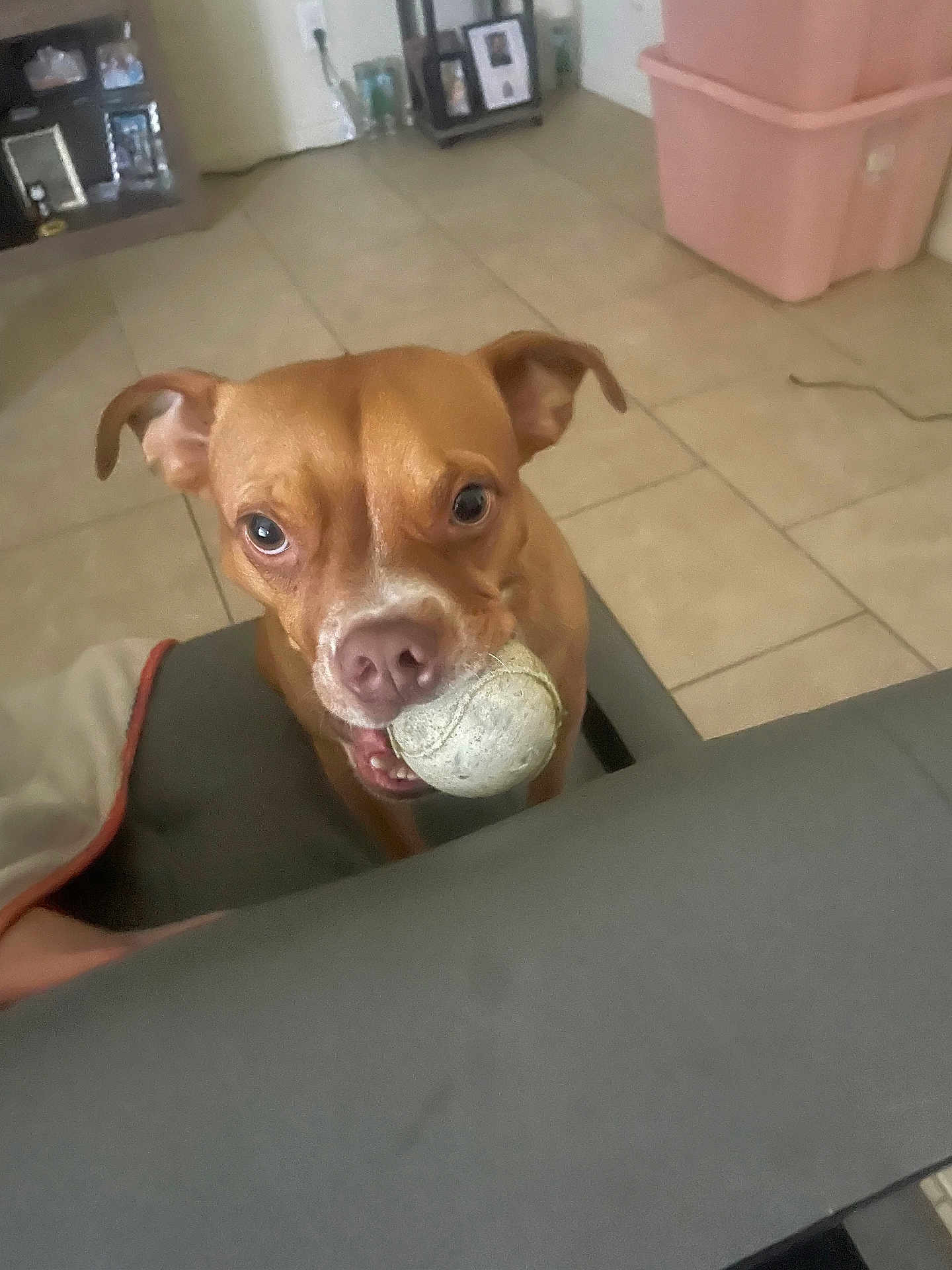Bruno