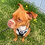 dog, brown_dog, pet, grass, leash, harness, outdoor, dandelion, flower, plant, canine, animal, fence, nature, mammal, looking_away, ears, snout, sitting, daylight