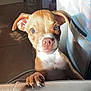 Bruno joined the competition — help win amazing prizes! puppy, dog, pet, brown_fur, white_chest, paw, claws, close_up, indoor, sunlight, curious, cute, animal, young_dog, ears, nose, whiskers, looking_up, floor, shadow