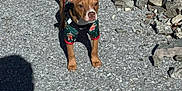Bruno is registered to the contest to win money with this photo: dog, puppy, leash, sweater, green_sneakers, person, legs, rocks, gravel, outdoor, walk, shadow, sunlight, path, pet, animal, casual, festive, cute, small_dog