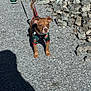 dog, puppy, leash, sweater, green_sneakers, person, legs, rocks, gravel, outdoor, walk, shadow, sunlight, path, pet, animal, casual, festive, cute, small_dog