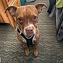 dog, brown_dog, pet, indoor, carpet, furniture, harness, floor, looking_at_camera, ears_up, domestic, canine, animal, household, curious, sitting, close_up, expression, room, home