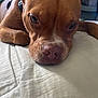 Bruno is registered to the contest to win money with this photo: dog, brown_dog, pet, lying_down, bed, close_up, sleepy, relaxed, indoor, canine, fur, muzzle, ears, collar, animal, portrait, resting, bedspread, domestic_animal, cute