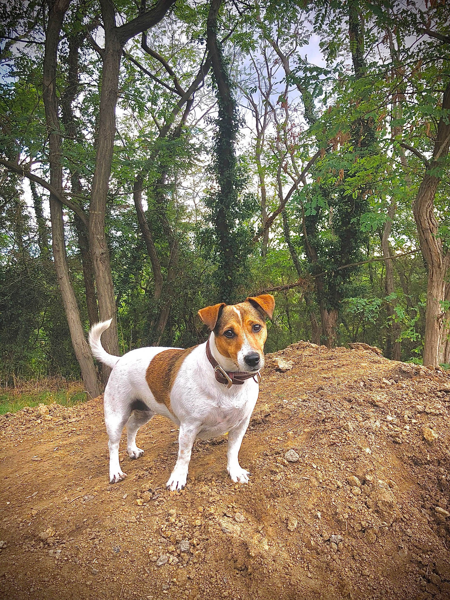 Quiera a rejoint le concours — aidez-le/la à gagner de superbes lots ! canidae, carnivore, collar, companion_dog, dog, dog_breed, dog_collar, dog_supply, fawn, forest, grass, hound, irishjacks, landscape, plant, soil, tail, terrier, tree, working_animal