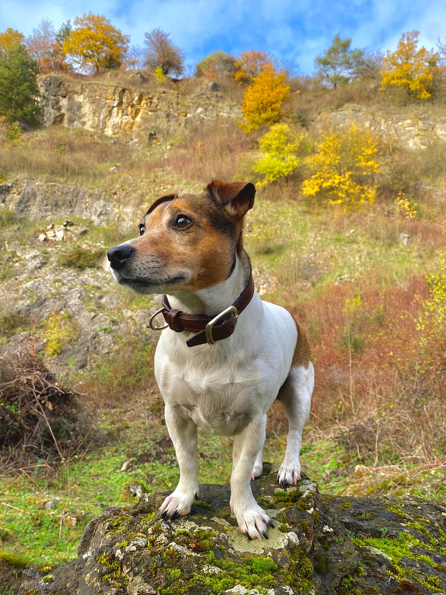 Quiera a rejoint le concours — aidez-le/la à gagner de superbes lots ! adventure, canidae, carnivore, cloud, collar, companion_dog, dog, dog_breed, dog_collar, fawn, grass, landscape, plant, sky, snout, sporting_group, terrier, tree, working_animal, working_dog