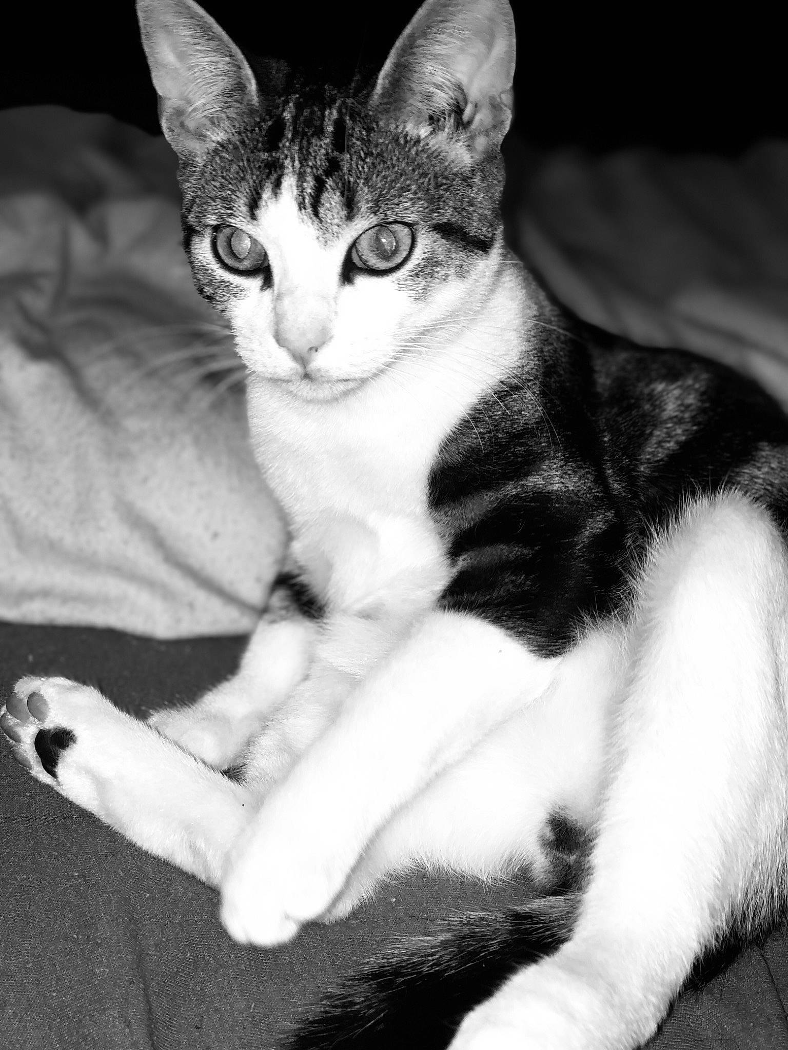 Pins participe au concours pour gagner de l'argent avec cette photo : carnivore, cat, claw, comfort, domestic_short_haired_cat, eye, felidae, foot, fur, head, human_body, monochrome_photography, paw, sitting, small_to_medium_sized_cats, snout, tail, terrestrial_animal, whiskers