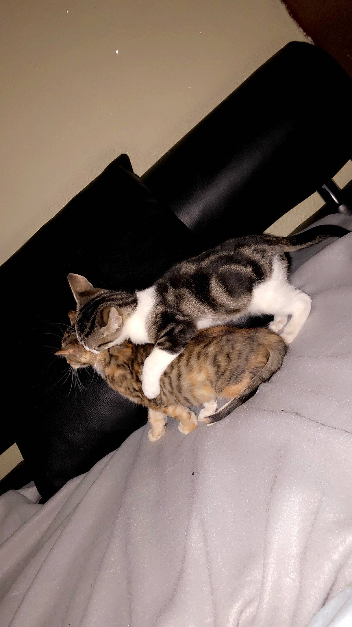 Pins a rejoint le concours — aidez-le/la à gagner de superbes lots ! canidae, carnivore, cat, claw, comfort, couch, dog_breed, domestic_short_haired_cat, felidae, fur, linens, nap, paw, room, sleep, small_to_medium_sized_cats, snout, tail, whiskers, wood