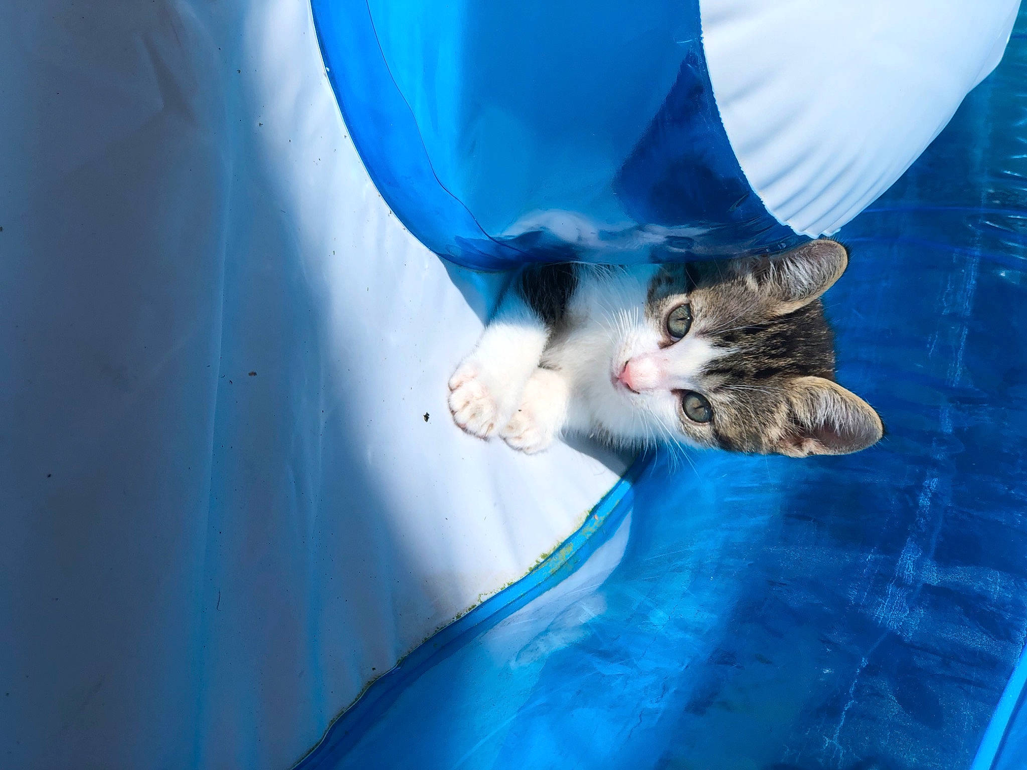 Pins a rejoint le concours — aidez-le/la à gagner de superbes lots ! aqua, blue, carnivore, cat, claw, domestic_short_haired_cat, electric_blue, felidae, fun, fur, gesture, human_leg, leisure, recreation, small_to_medium_sized_cats, tail, tree, water, whiskers