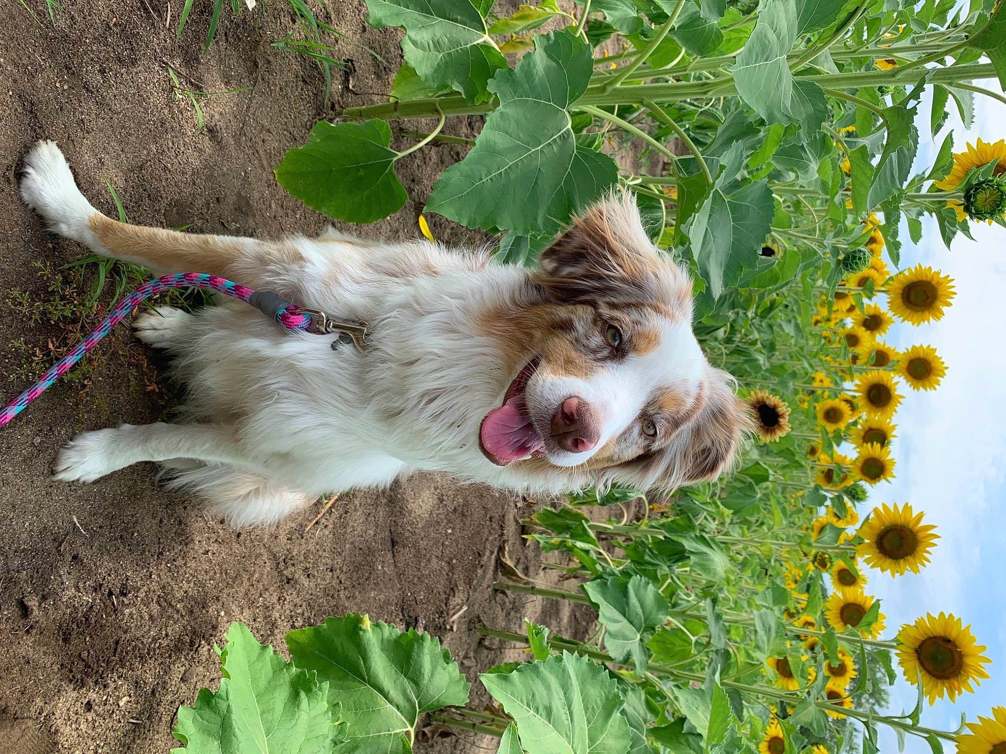 Kya joined the competition — help win amazing prizes! annual_plant, carnivore, companion_dog, dog, dog_breed, fang, fawn, felidae, flower, flowering_plant, gardening, grass, herb, leaf, petal, plant, small_to_medium_sized_cats, snout, sunflower, whiskers