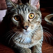 Bella participe au concours pour gagner de l'argent avec cette photo : cat, tabby, close_up, whiskers, golden_eyes, paws, wooden_surface, indoor, pet, animal, curious, feline, portrait, domestic_cat, fur, ears, face, looking_at_camera, blurred_background, human_hand
