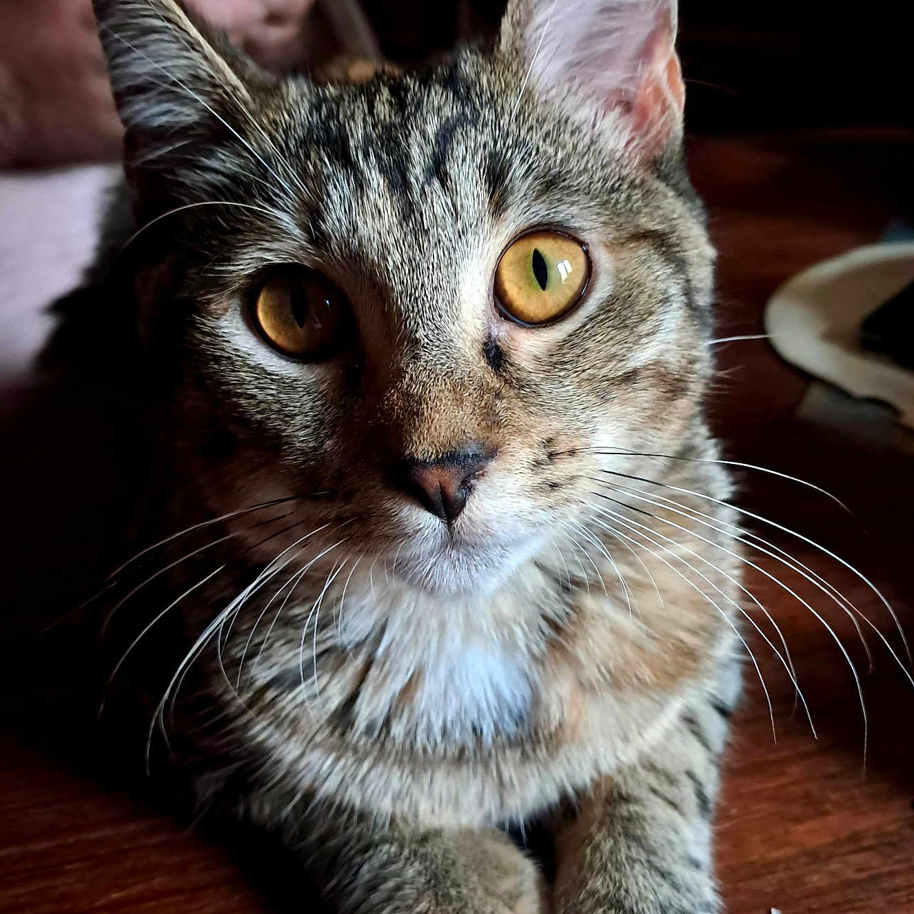 Bella participe au concours pour gagner de l'argent avec cette photo : cat, tabby, close_up, whiskers, golden_eyes, paws, wooden_surface, indoor, pet, animal, curious, feline, portrait, domestic_cat, fur, ears, face, looking_at_camera, blurred_background, human_hand