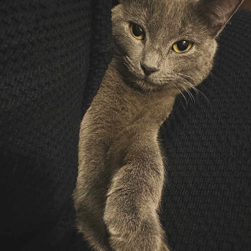 Shadow is registered to the contest to win money with this photo: abyssinian, animal, canine, cat, dog, gray, kitten, manx, pet