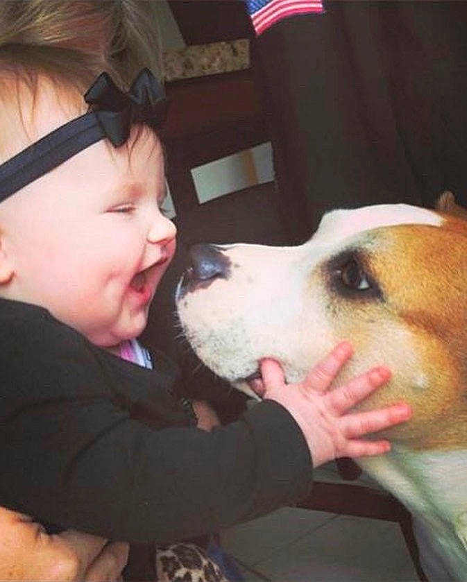 Kahlua is registered to the contest to win money with this photo: canidae, carnivore, child, companion_dog, cool, dog, dog_breed, ear, fawn, fun, fur, gesture, happy, mouth, nose, skin, snout, sporting_group, toddler, whiskers