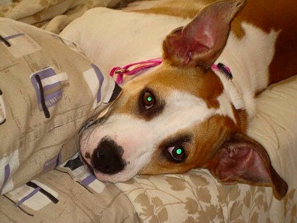 Kahlua joined the competition — help win amazing prizes! bedding, canidae, carnivore, comfort, companion_dog, dog, dog_breed, dog_supply, ear, fawn, fur, linens, nap, non_sporting_group, snout, sporting_group, terrier, toy_dog, whiskers, working_animal