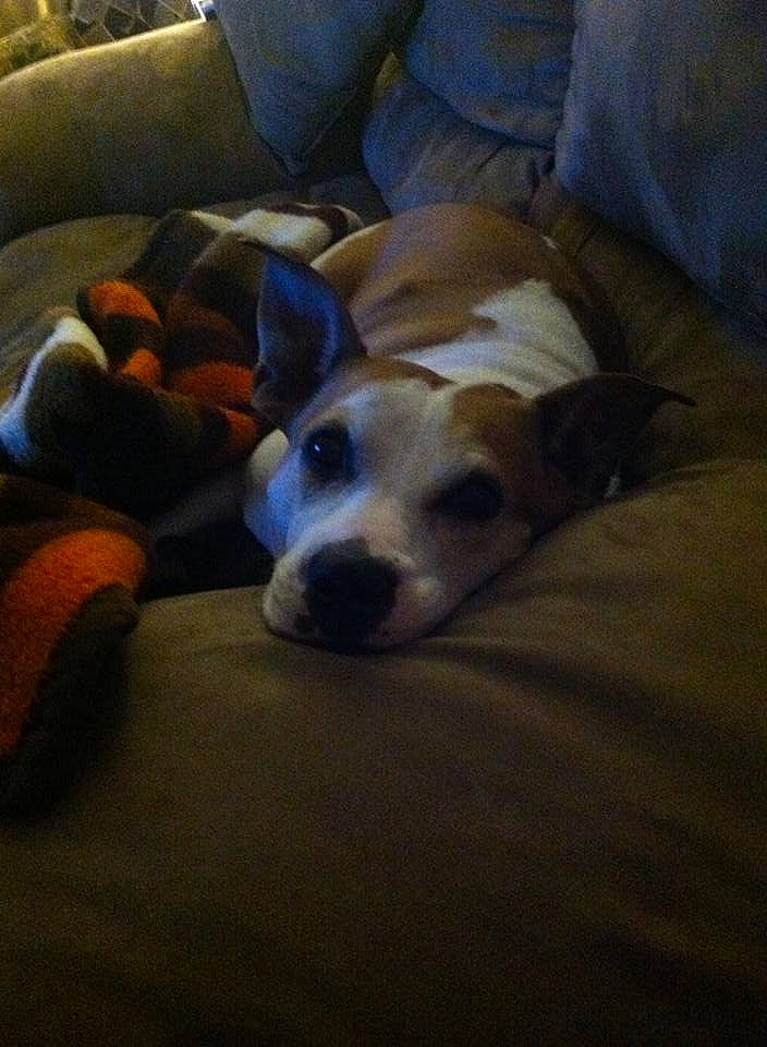 Kahlua is registered to the contest to win money with this photo: bored, canidae, carnivore, comfort, companion_dog, couch, dog, dog_breed, fawn, flooring, fur, hardwood, linens, paw, sleeper_chair, snout, sporting_group, whiskers, wood, working_animal