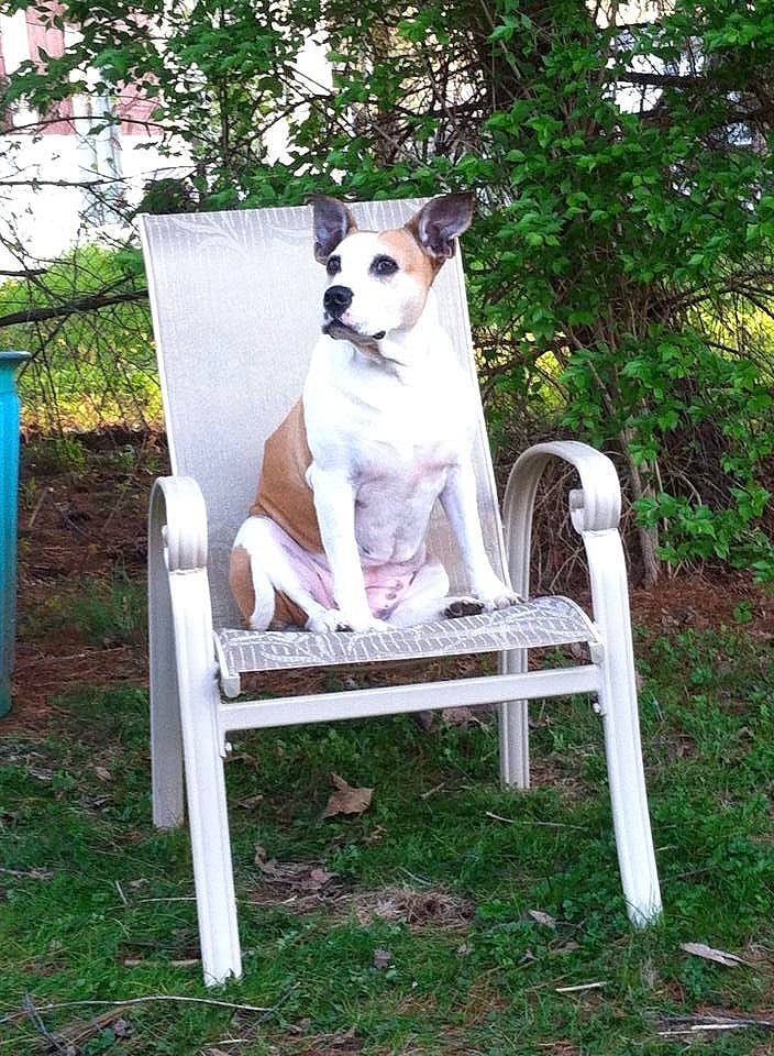 Kahlua is registered to the contest to win money with this photo: art, carnivore, chair, collar, companion_dog, dog, dog_breed, fashion_accessory, fawn, folding_chair, grass, outdoor_furniture, pet_supply, plant, recreation, sporting_group, table, tail, tree, working_animal