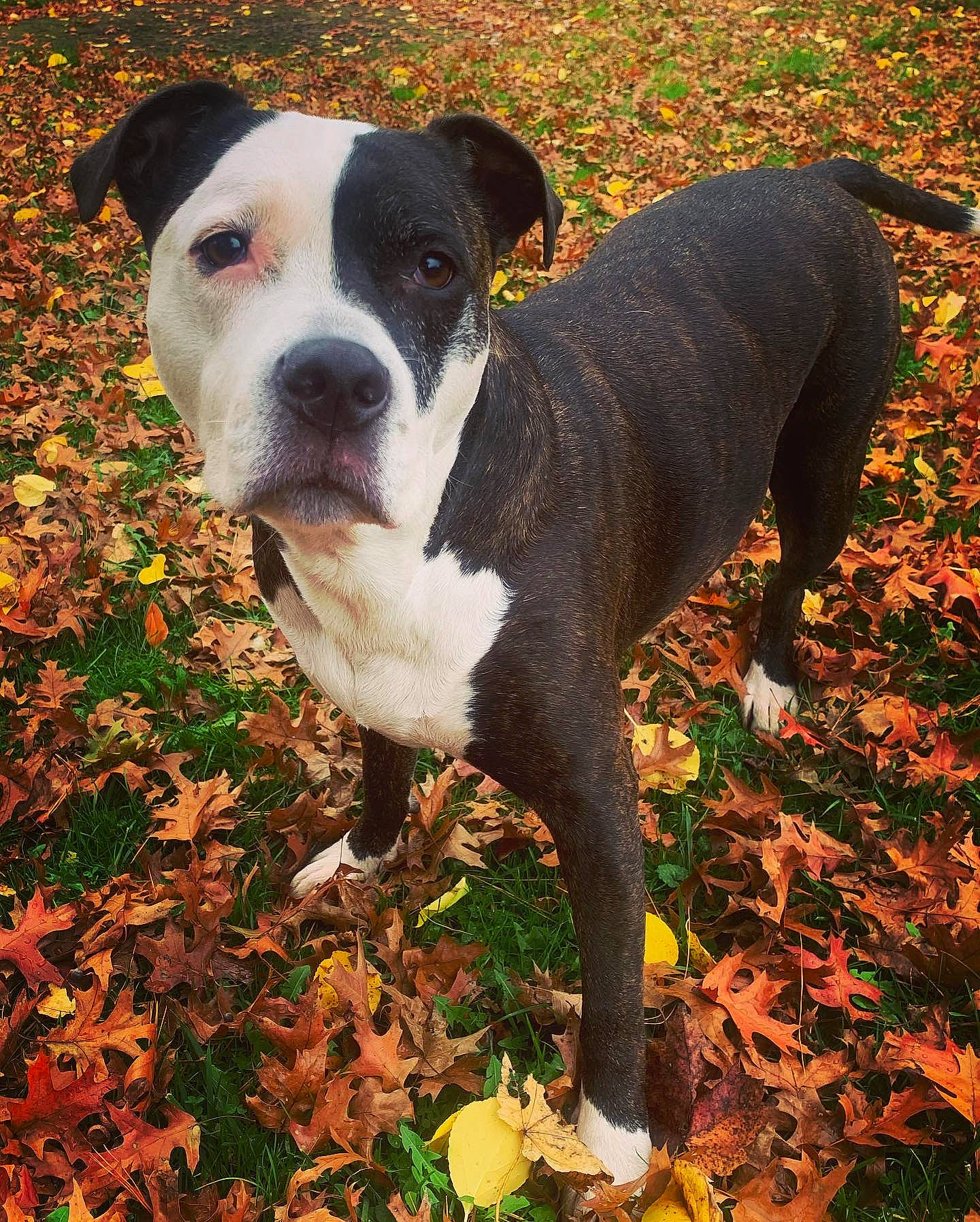 Lexi is registered to the contest to win money with this photo: ancient_dog_breeds, canidae, carnivore, collar, companion_dog, dog, dog_breed, dog_collar, eye, fawn, grass, molosser, non_sporting_group, plant, snout, sporting_group, terrestrial_animal, whiskers, working_animal, working_dog