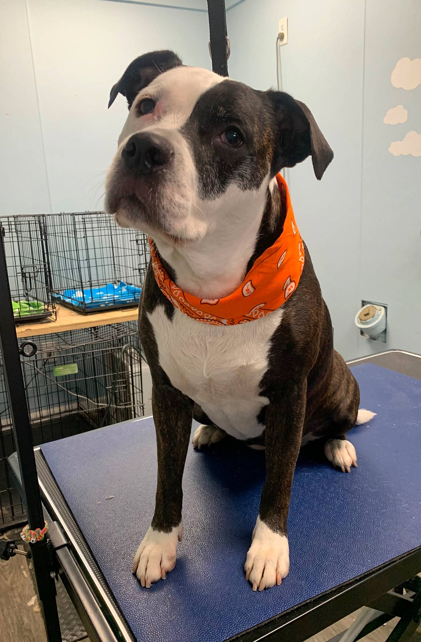 Lexi joined the competition — help win amazing prizes! canidae, carnivore, collar, companion_dog, dog, dog_breed, dog_clothes, dog_collar, dog_supply, fawn, fur, guard_dog, leash, molosser, pet_supply, snout, sporting_group, whiskers, working_animal, working_dog