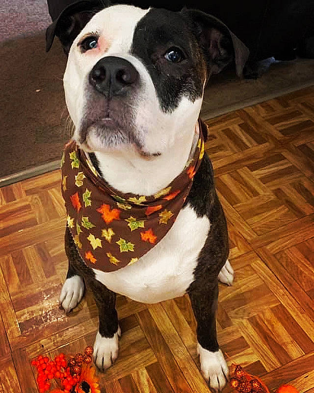 Lexi is registered to the contest to win money with this photo: canidae, carnivore, collar, companion_dog, dog, dog_breed, dog_collar, dog_supply, fawn, flooring, hardwood, leash, metal, pet_supply, snout, sporting_group, tail, whiskers, wood, working_animal