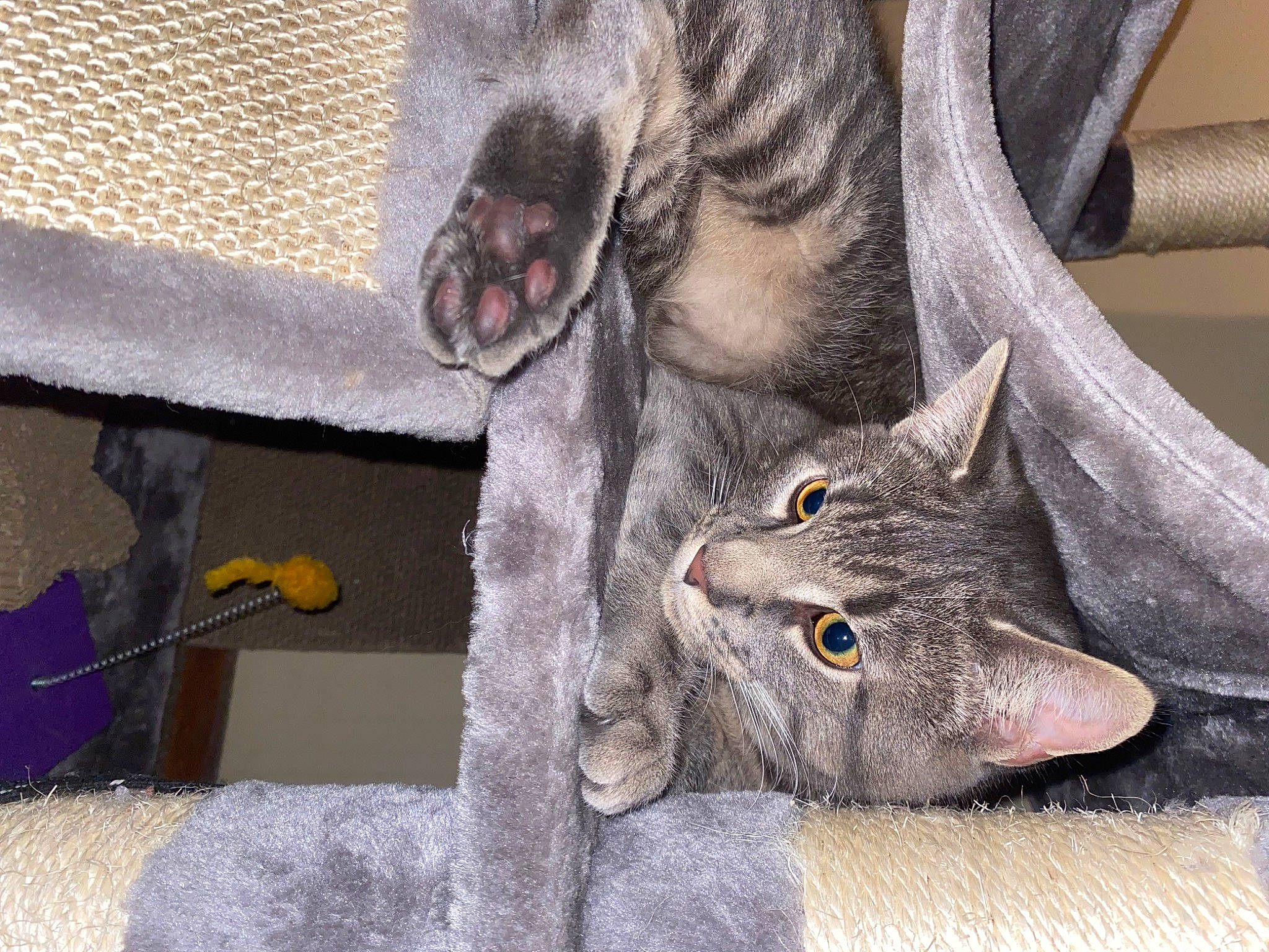 Haze is registered to the contest to win money with this photo: carnivore, cat, claw, comfort, domestic_short_haired_cat, felidae, fur, grey, paw, russian_blue, small_to_medium_sized_cats, snout, tail, terrestrial_animal, whiskers