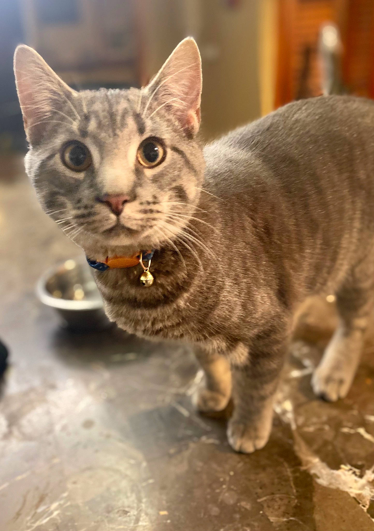 Haze joined the competition — help win amazing prizes! art, carnivore, cat, claw, domestic_short_haired_cat, felidae, fur, paw, small_to_medium_sized_cats, snout, tail, terrestrial_animal, whiskers, wildlife, window