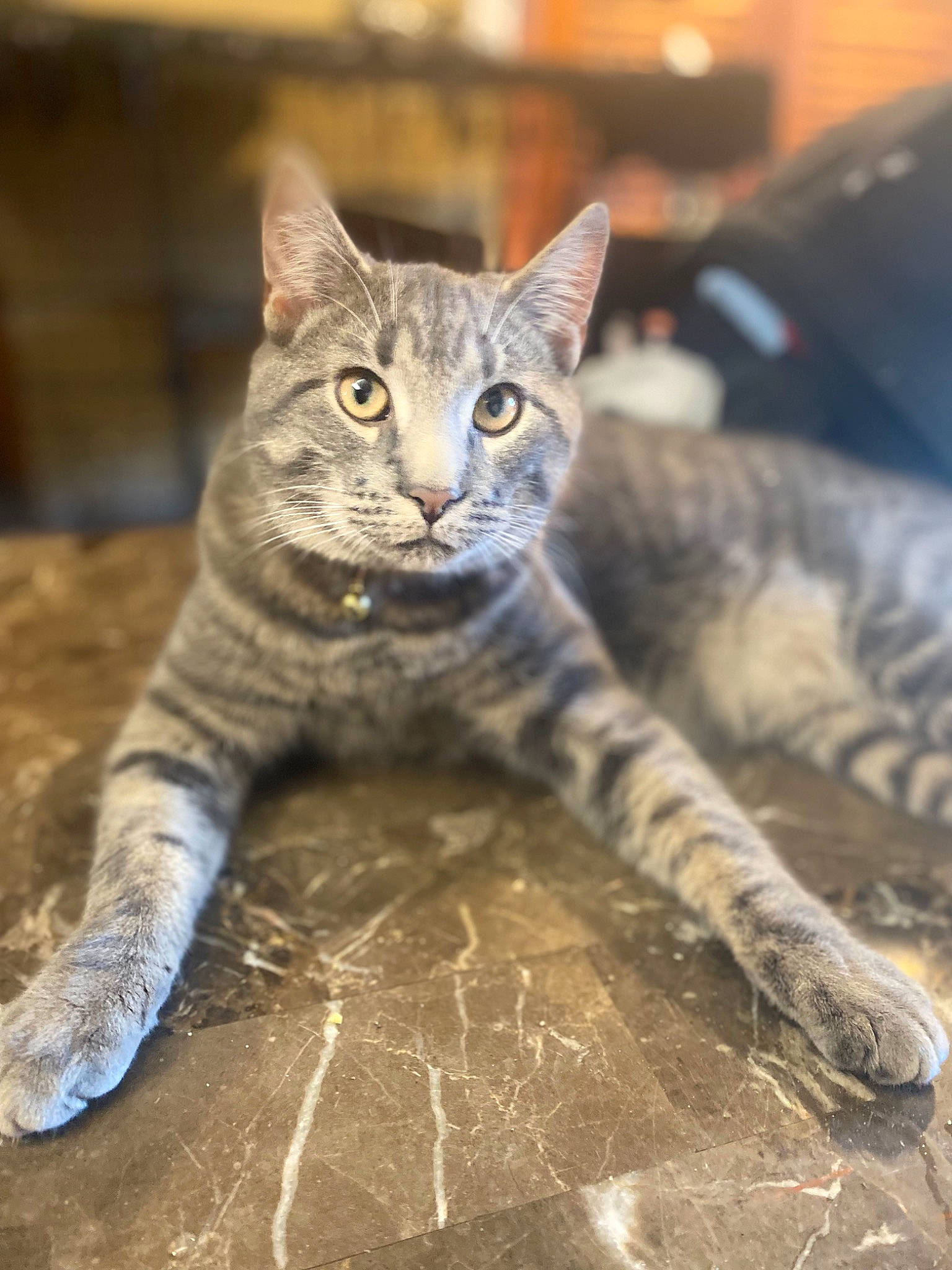 Haze is registered to the contest to win money with this photo: carnivore, cat, claw, domestic_short_haired_cat, felidae, fur, grey, paw, sitting, small_to_medium_sized_cats, snout, tail, terrestrial_animal, whiskers, wildlife