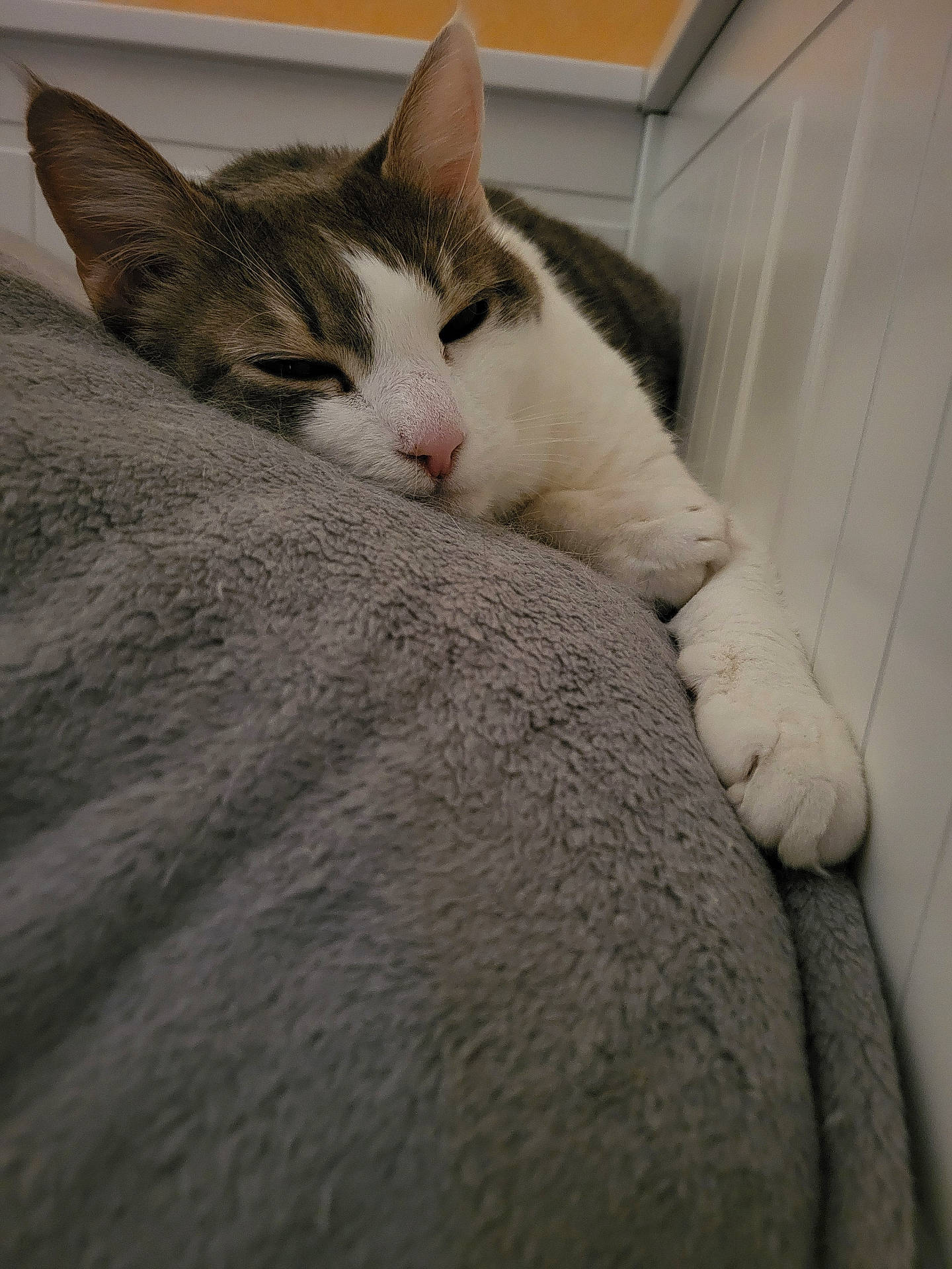 Checky a rejoint le concours — aidez-le/la à gagner de superbes lots ! abyssinian, animal, blanket, cat, closet, couch, cupboard, furniture, hardwood, homedecor, indoors, kitten, linen, manx, person, pet, quilt, sleeping, towel, wood