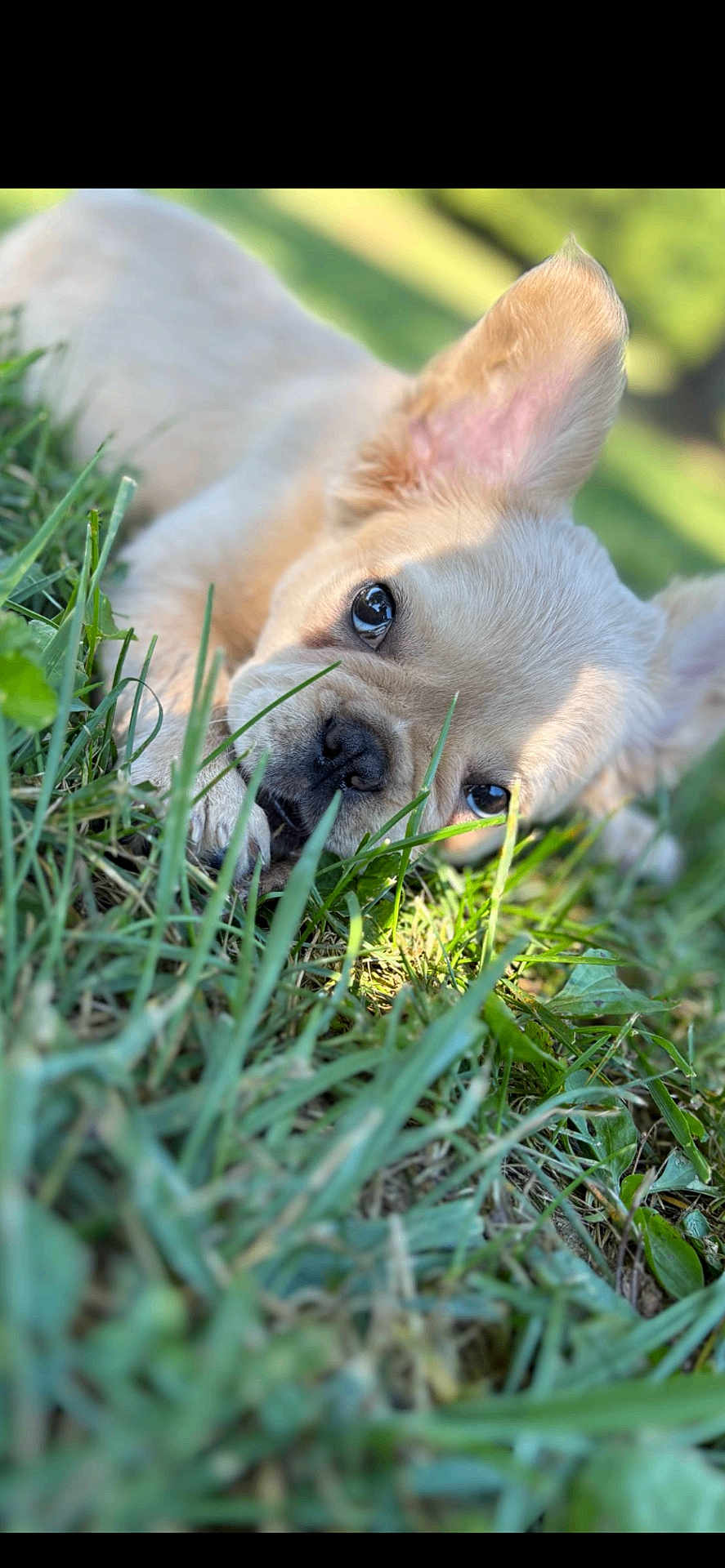 Kilo Graham Cracker is registered to the contest to win money with this photo: adorable, animal, close_up, cute, dog, ears, eyes, face, fur, grass, green, lying_down, muzzle, nature, outdoor, pet, playful, puppy, sunlight, young