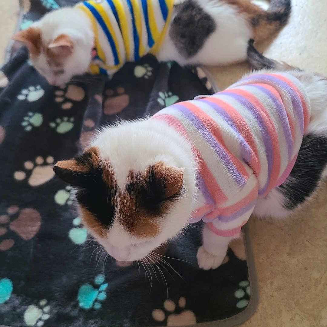 Kitty Et Rouquine a rejoint le concours — aidez-le/la à gagner de superbes lots ! cat, cats, pet_clothing, striped_sweater, indoor, blanket, paw_prints, floor, curious, two_animals, domestic_cat, calico_cat, white_cat, orange_cat, black_spots, feline, animal, cute, pets, resting